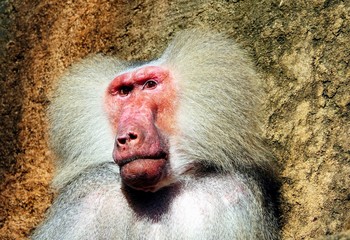 Portrait of an old sacred baboon