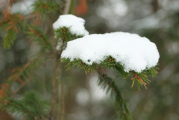 winter frost snow