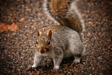 Red squirrel