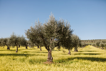 Spring Olive Tree Plantation