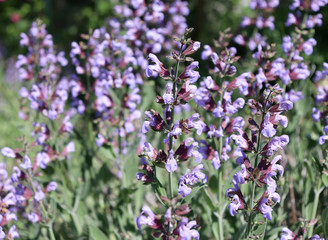 Obraz premium Closeup flowering Salvia officinalis a bright day . Medicinal plants, herbs in the garden.
