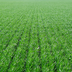 Obraz premium Spring winter wheat field