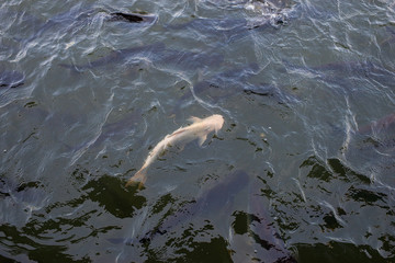 Naklejka premium white Koi fish in the river