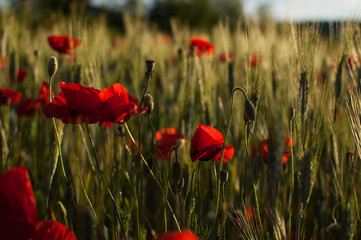 Obraz premium Champ de blé et coquelicots au coucher du soleil