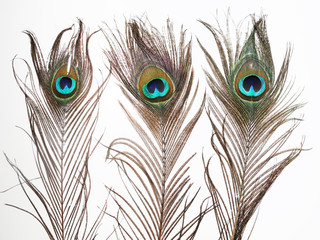Naklejka premium peacock feather on white background