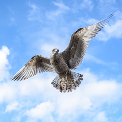 Flying seagulls against a blue sky with clouds