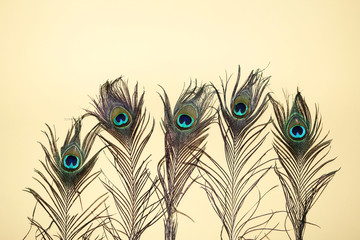 Obraz premium peacock feather