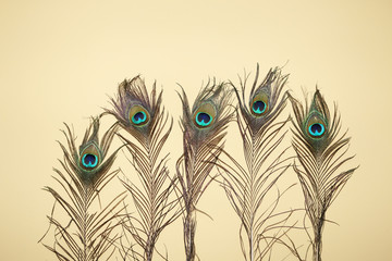 Obraz premium feather of peocock