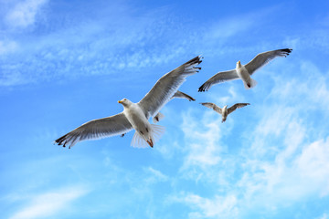 Flying seagulls against a blue sky with clouds