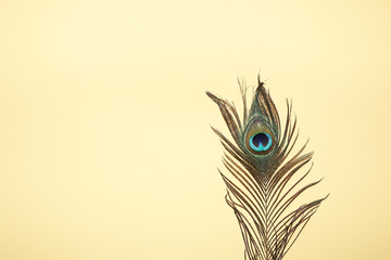 peacock feather isolated on yellow background