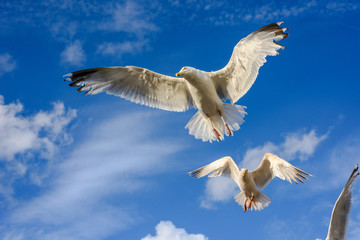 Flying seagulls against a blue sky with clouds