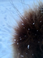 Snowflakes close-up on fur. Winter coat of the beast. Fluffy fur in snowflakes. Beast in the snow in winter.