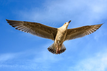 Flying seagulls against a blue sky with clouds