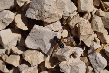 Abeja en rocas