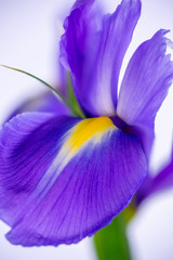Close up photograph of delicate Purple Iris-1