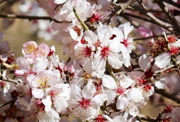Jordan. The flowers of Alomd tree