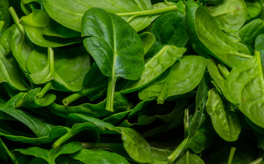 Fototapeta na wymiar Baby Spinach