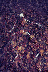Human skeleton remains found in fallen leaves in winter forest