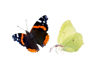 Common brimstone and red admiral butterflies isolated on white