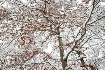 Background of branches and red leaves of the tree crown under the snow.
