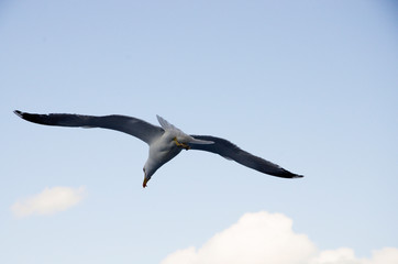 seagull in flight