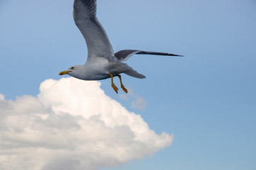 seagull in flight