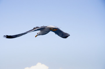 seagull in flight