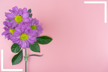 Violet flowers and frame with copy space on pink background
