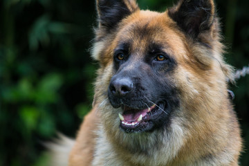 portrait of adult german shepherd dog