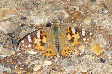 Fototapeta na wymiar A worn Painted Lady butterfly, Vanessa cardui, resting on the path in the sunshine.