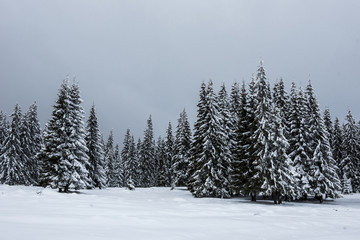 Fototapeta na wymiar Christmas background with snowy fir trees