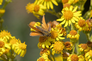 A Small Skipper butterfly, Thymelicus sylvestris, feeding on flowers.