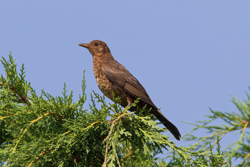 Female Common Blackbird, Turdus merula, perched high in a conifer tree.