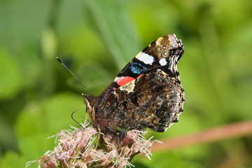 A Red Admiral, Vanessa atalanta, feeding on a flower. 
