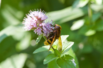 A Hoverfly feeding on a flower
