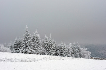 Trees covered with hoarfrost and snow