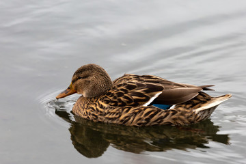 Female Mallard Duck on Water