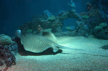 Fototapeta premium Spotted stingray swims in the aquarium on the sandy bottom. Back view.
