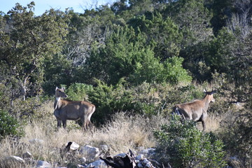two Nilgai in the wild