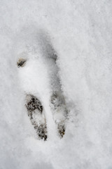 Footprint of a wild rabbit