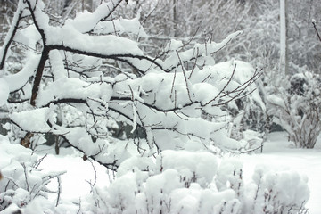 winter garden landscape