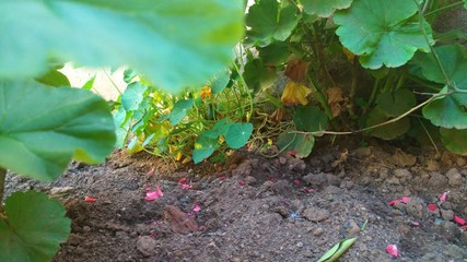 closer view of the plants in the garden