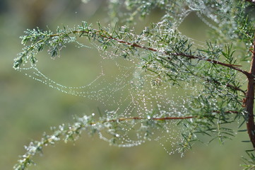 dew on spider web
