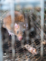 Dirty rat in metal trap