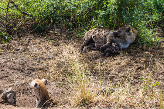 Spotted hyena feeding her milk your puppy