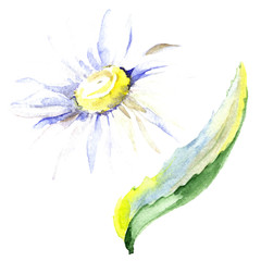 Daisy floral botanical flower. Watercolor background illustration set. Isolated daisy illustration element.