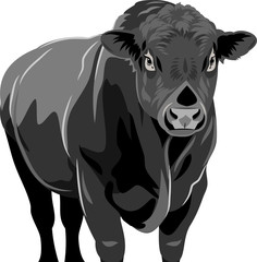 portrait of a bull