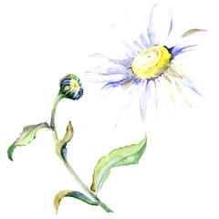 Daisy floral botanical flower. Watercolor background illustration set. Isolated daisy illustration element.