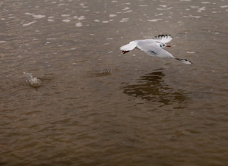 Mouette