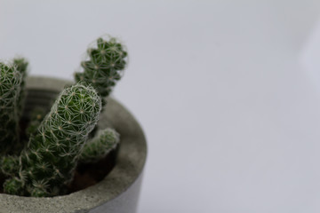Little cactus in a concrete vase in white background
